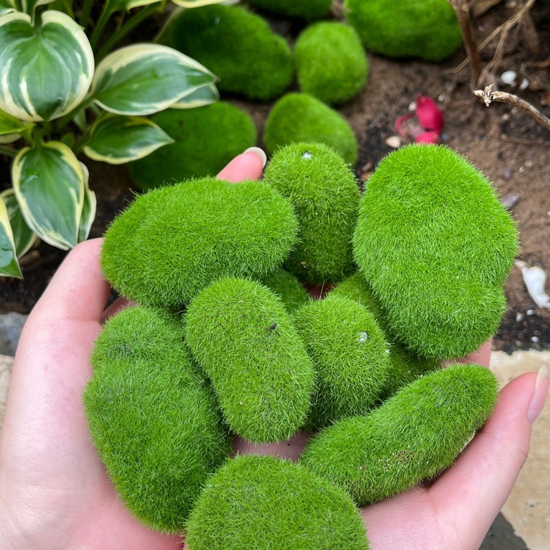 5/30pcs Simulation Moss Stone  - đánh giá và giá Terrarium Moss Art