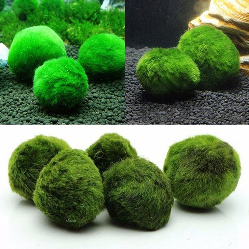 Marimo Moss Balls Live Aquariu - đánh giá và giá Terrarium Moss Art