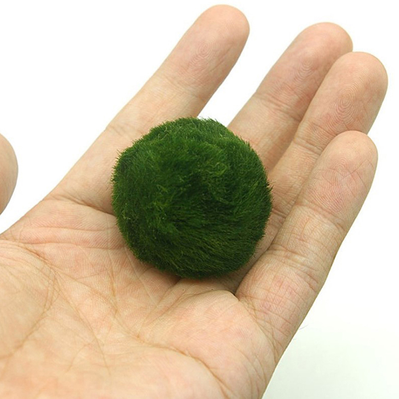 Marimo Moss Balls Live Aquariu - đánh giá và giá Terrarium Moss Art