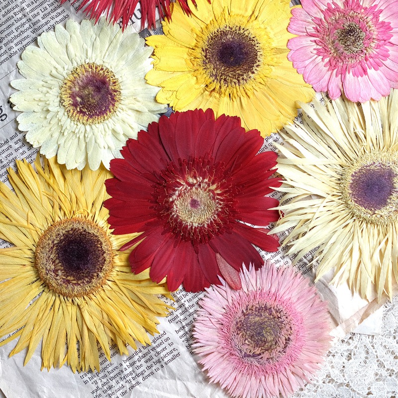 1pcs/7-9cm,Pressed Gerbera Dri - đánh giá và giá Resin Craft Ideas